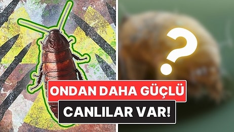 Hamam Böcekleri Nükleer Savaştan Sağ Çıkabilir mi?