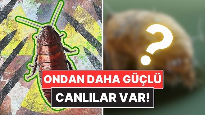 Hamam Böcekleri Nükleer Savaştan Sağ Çıkabilir mi?