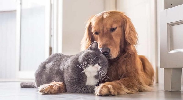 3. “Bazı kediler köpektir” cümlesi mantıksal olarak hangisiyle çelişir?