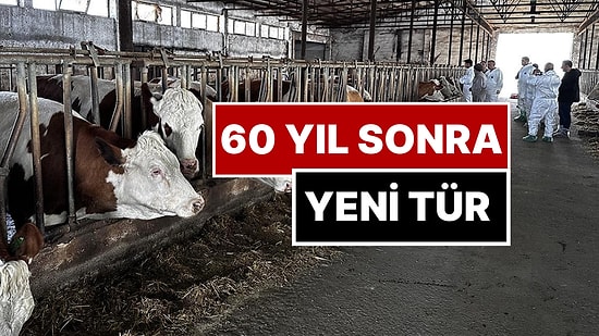 Bakan'dan Tedirgin Eden Açıklama: "Şap Hastalığının Yeni Türü 60 Sene Sonra İlk Kez Görüldü"