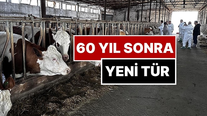 Bakan'dan Tedirgin Eden Açıklama: "Şap Hastalığının Yeni Türü 60 Sene Sonra İlk Kez Görüldü"
