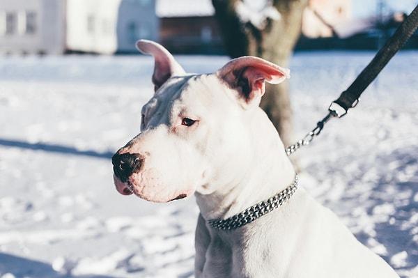 Prohibited Dog Breeds in Turkey