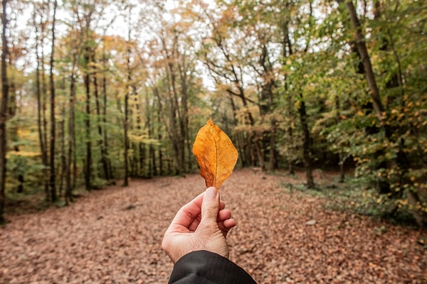 Belgrade Forest – Sarıyer
