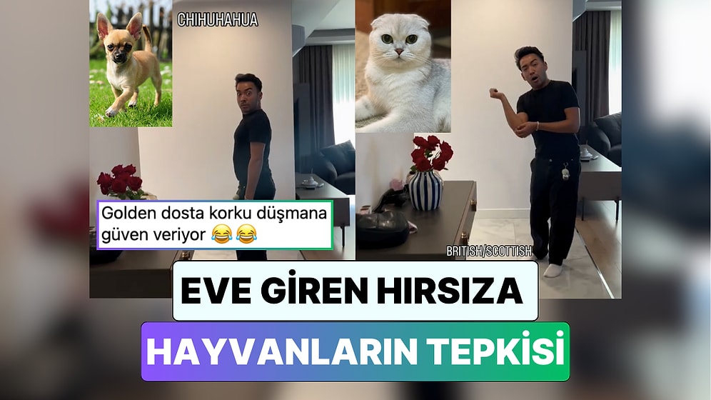 Golden Kesinlikle Doğru: Bir Veteriner Köpeklerin Eve Giren Hırsızlara Karşı Verecekleri Tepkini Taklit Etti