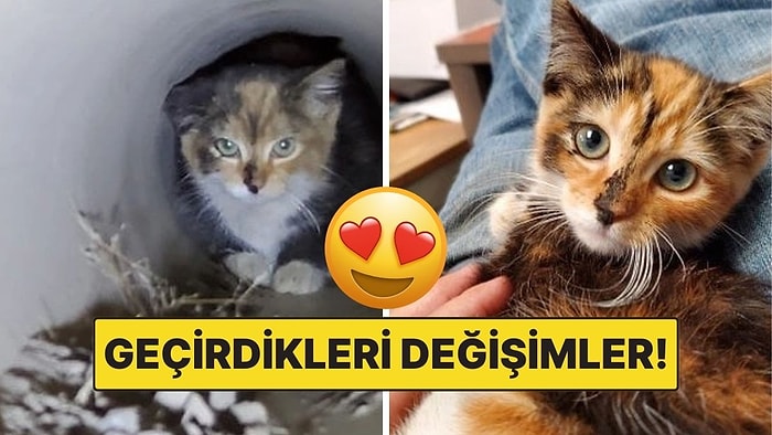 Sahiplendikleri Hayvanların Önceki ve Sonraki Hallerini Paylaşarak Kalp Isıtan Kullanıcılar