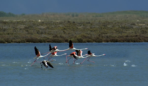 4. Göksu Delta – The Mediterranean's Bird Paradise and Wetland Ecosystem