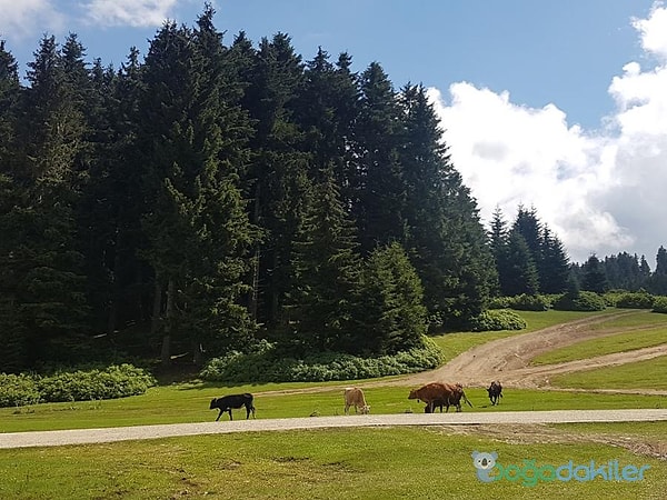 6. Aymaç Nature Park – A Peaceful Escape in the Giresun Highlands