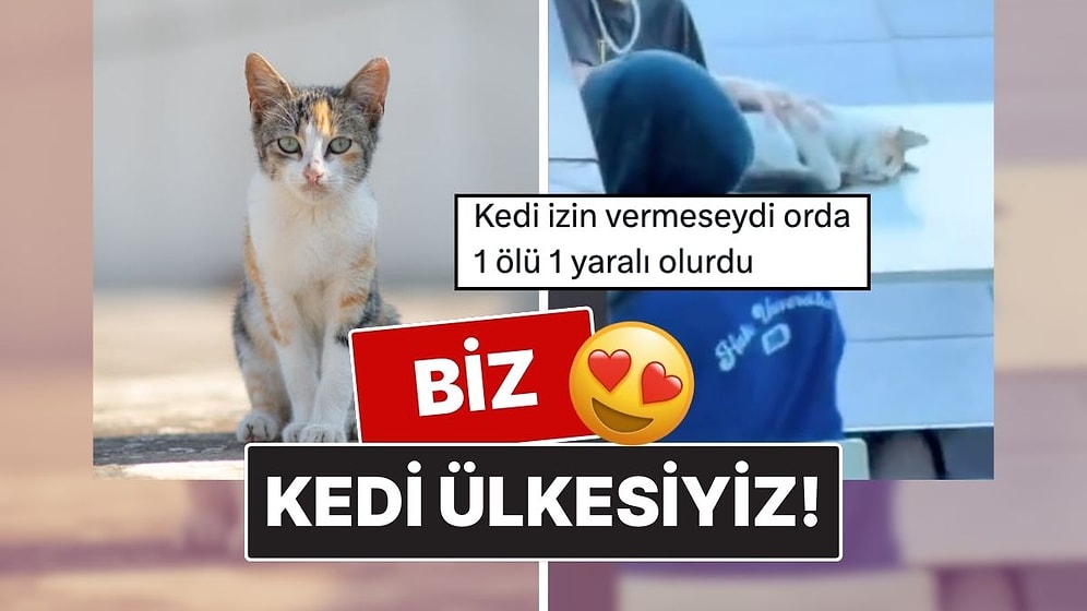 İstanbul’da 2 Gencin Bir Kediyle Oynadığı Görüntüler Yüz Gülümsetti!