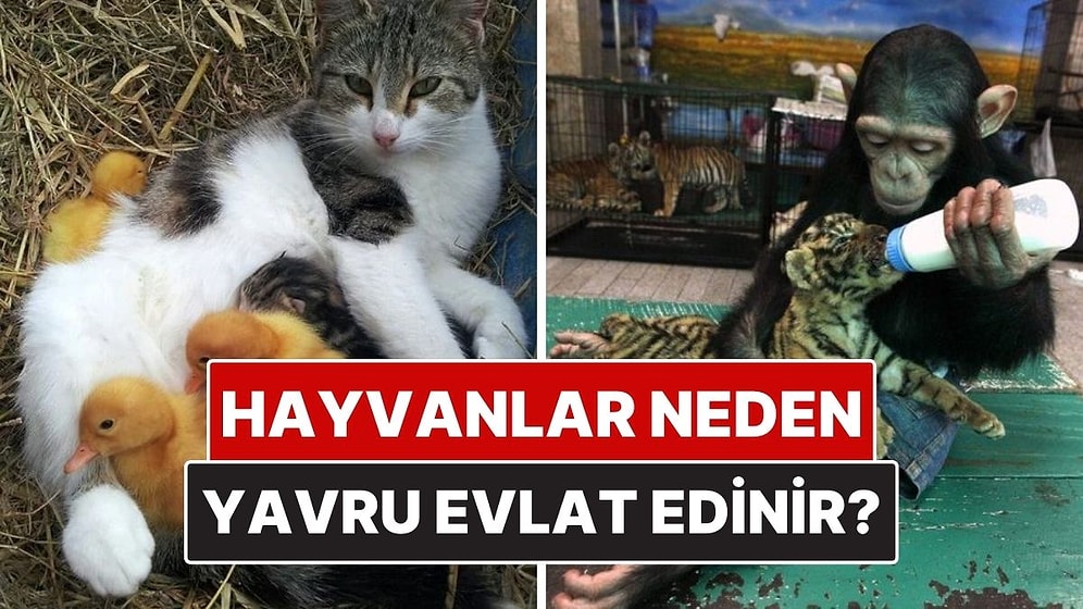 Hayvanlar Neden Bazen Başka Türlerin Yavrularını Evlat Edinir?
