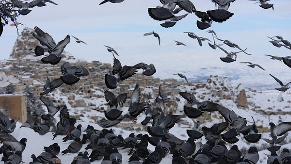 7. Pigeon Valley