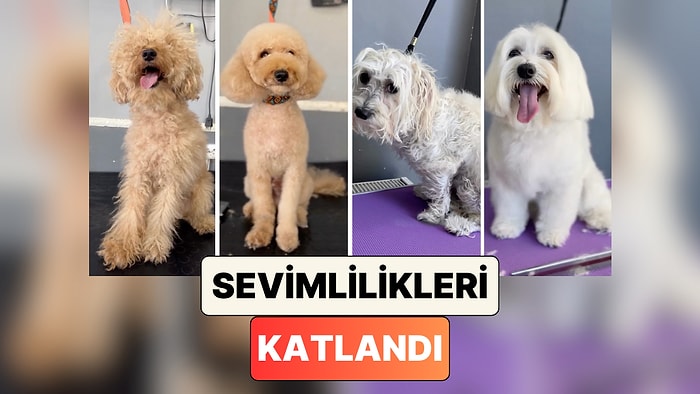 Yenilendiler Resmen: Bir Evcil Hayvan Kuaförü Tıraş Ettiği Köpeklerin Yaşadığı Değişimi Paylaştı