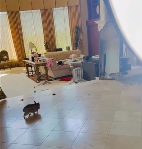 Evinin her yerinde köpek kakaları var!