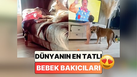 En Tatlı Bebek Bakıcıları: Bebek Dostlarına Her Koşulda Yardım Eden Köpekleri İzlerken İçiniz Isınacak