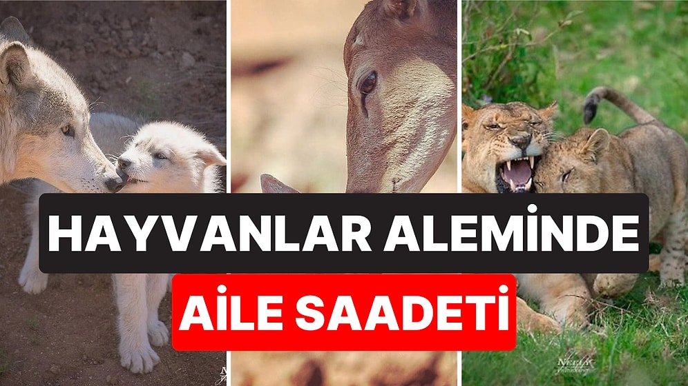 Hayvanların Yavrularıyla Olan Tatlı mı Tatlı Pozlarını Görünce Gözlerinizden Kalpler Fışkıracak