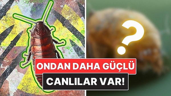 4. Hamam Böcekleri Nükleer Savaştan Sağ Çıkabilir mi?