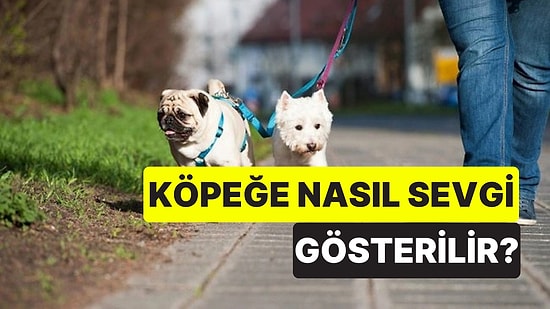 Veteriner Açıkladı: Köpeğinize Sevginizi Göstermenin 5 Yolu