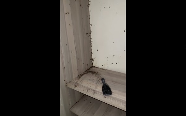 Evi böcekler istila etmiş!