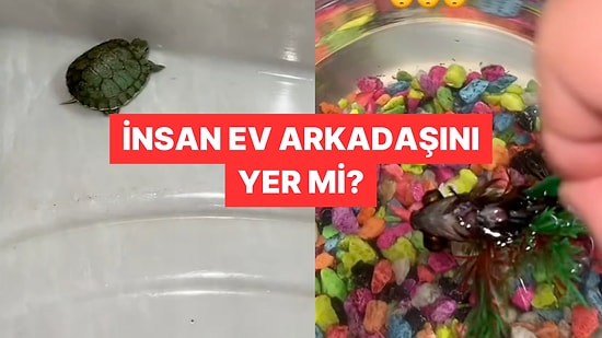 Balığının Su Kaplumbağası Tarafından Yendiğini Gören Kadın Hayatının Şokunu Yaşadı