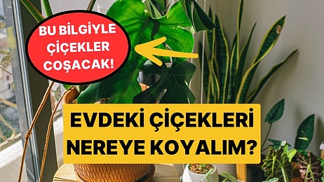 Sardunya, Bambu, Paşa Kılıcı... Evinizde Hangi Bitkiyi Nereye Koymalısınız?