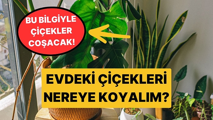 Sardunya, Bambu, Paşa Kılıcı... Evinizde Hangi Bitkiyi Nereye Koymalısınız?