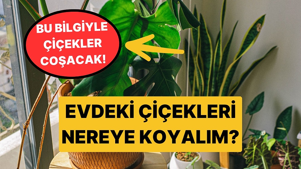 Sardunya, Bambu, Paşa Kılıcı... Evinizde Hangi Bitkiyi Nereye Koymalısınız?