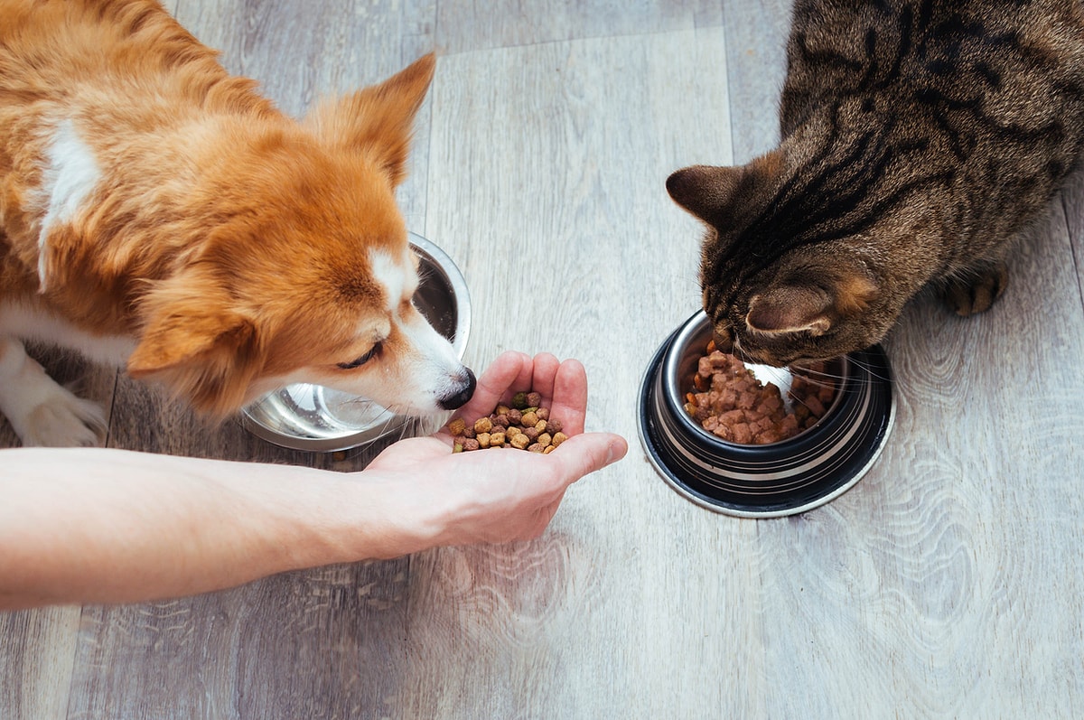 Kedi ve Köpek Mamaları Hakkında İlk Kez Duyacağın 7 Kaliteli Bilgi