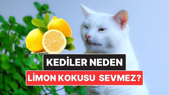 Kediler Neden Narenciye Kokusundan Nefret Eder?