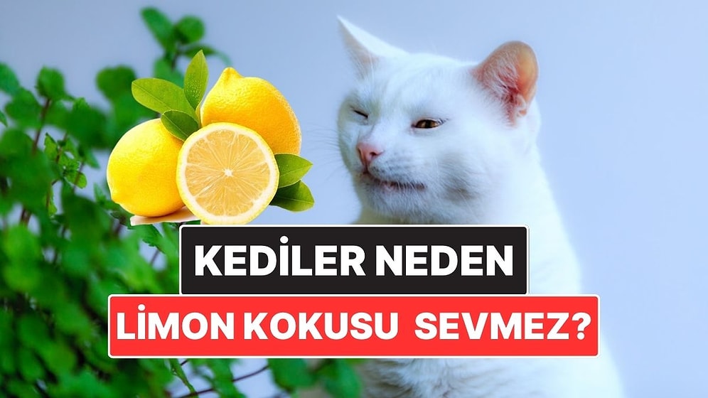 Kediler Neden Narenciye Kokusundan Nefret Eder?
