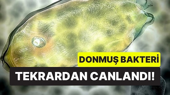 Binlerce Yıllık Sessizlik Bozuldu: 40 Bin Yıllık Donmuş Mikroplar Canlandı