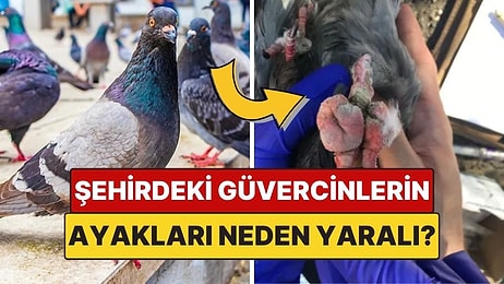 Şehirlerdeki Çoğu Güvercinin Ayağı Neden Yaralı Ya da Parmağı Eksik?