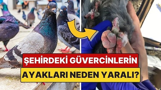 Şehirlerdeki Çoğu Güvercinin Ayağı Neden Yaralı Ya da Parmağı Eksik?