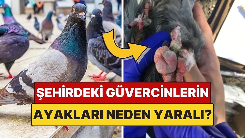 Şehirlerdeki Çoğu Güvercinin Ayağı Neden Yaralı Ya da Parmağı Eksik?
