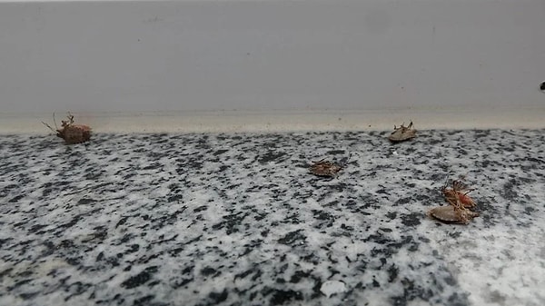 Karadeniz’de yaşanan kokarca böceği kabusu devam ediyor.