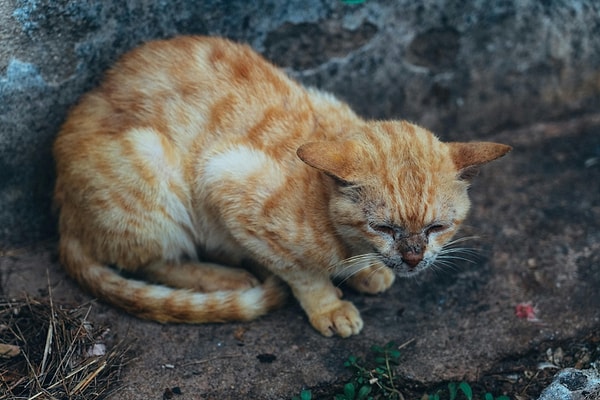 Kaygı, algılanan bir tehdidin beklentisi veya buna ilişkin endişedir. Olası durumlara dair duyulan endişe ve korkudur.