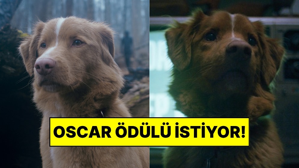 Good Boy’un Köpek Yıldızı Oscar’a Göz Koydu: “En İyi Erkek Oyuncu Kategorisi”