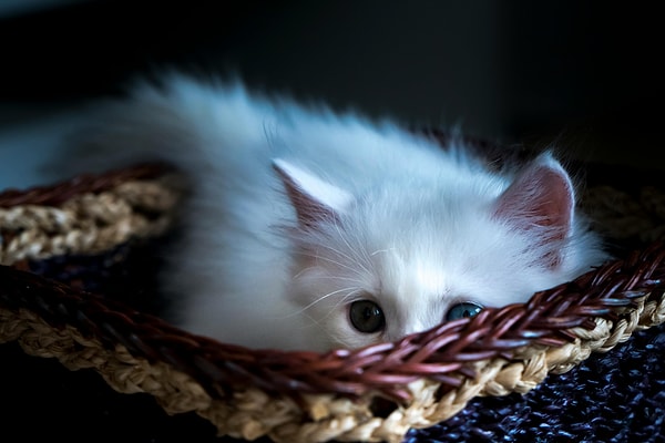 Gradually acclimating your cat to the things it fears and reinforcing its actions with rewards are among the first steps in building a bond of trust between you.