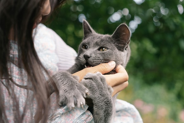 Experts say that cats also have two types of tickling sensations.