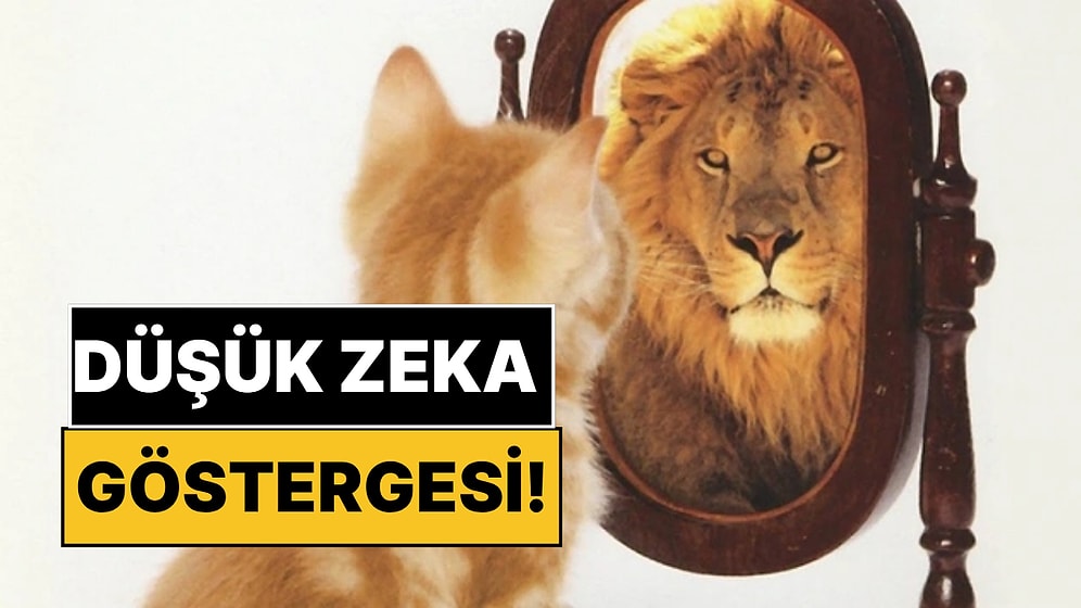 Psikologlar Açıkladı: Düşük Zeka Göstergesi Kabul Edilen 4 Alışkanlık!