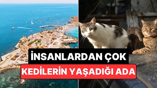 İnsanlardan Çok Kedilerin Yaşadığı Akdeniz Adası: Tabarca!