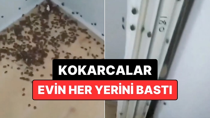 Ordu'da Kokarcaların Bastığı Bir Ev Görüntülendi!