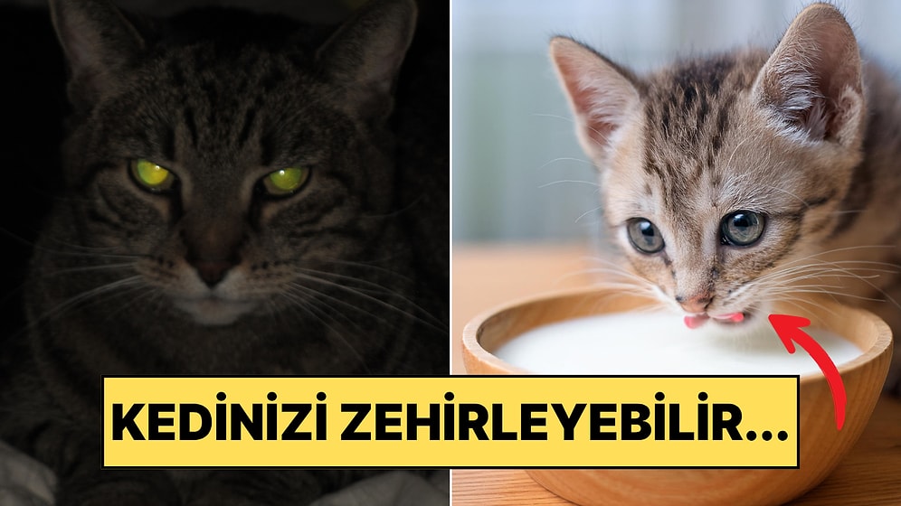 Bilim İnsanları Anlatıyor: Kediler Hakkında Bildiğimiz 4 Yaygın Yanlış Bilgi