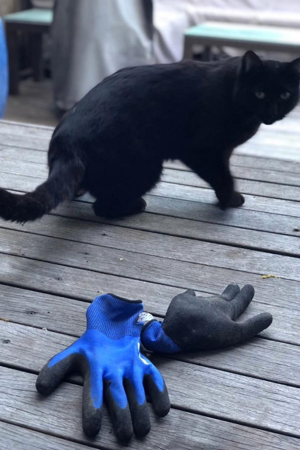 ABD’nin Oregon eyaletinde yaşayan Kate Felmet, son dönemde mahallenin gündeminden düşmeyen bir “kedi hırsızlık” olayıyla dikkat çekti.
