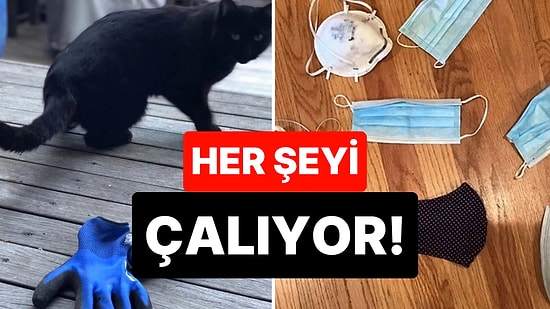 Hırsızlığıyla Nam Salmış Kedinin İlginç Hikayesi: "Mahçup Hissediyoruz"