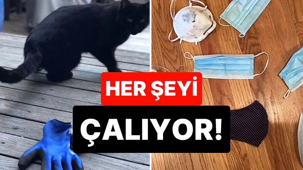 Hırsızlığıyla Nam Salmış Kedinin İlginç Hikayesi: "Mahçup Hissediyoruz"