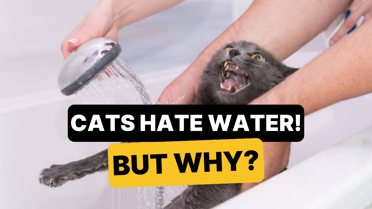 Image showcasing Why Do Cats Hates Water? - Onedio