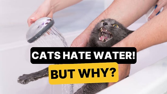 Why Do Cats Hate Water?