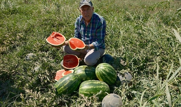 Election Planet pointed out that in Turkey, the biggest challenges to agricultural production are the control of agricultural pesticides and high costs.