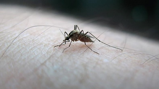 Mosquito Detected in Iceland for the First Time