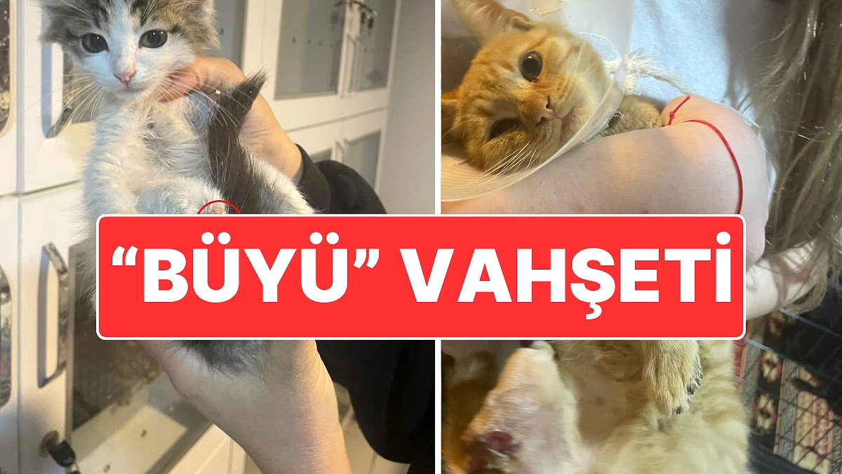 Isparta’da Vahşet: Büyü Yapmak İçin Sokak Hayvanlarının Uzuvları Kesilmiş