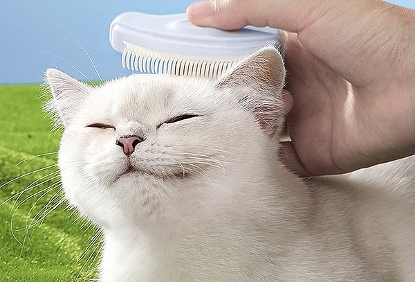 While the purring of cats is often associated with happiness, the meaning behind this sound is not always the same.